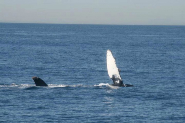 Ballenas grises